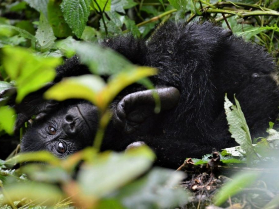 A Guide to Seeing Gorillas in Bwindi Impenetrable Forest, Uganda