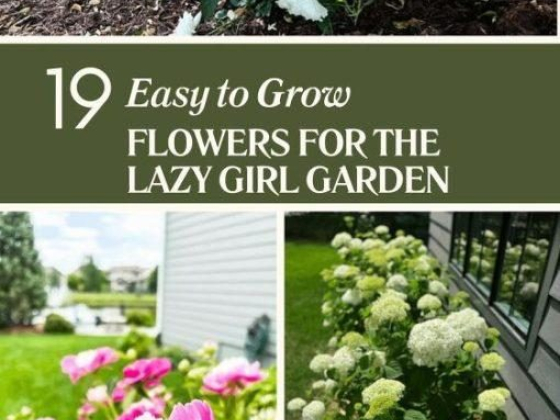 19 Easy to Grow Flowers for the Lazy Girl Garden