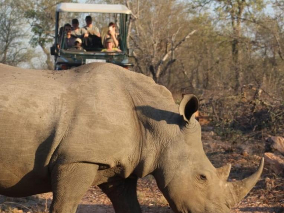 Kruger National Park: Everything You Need To Know Before You Visit