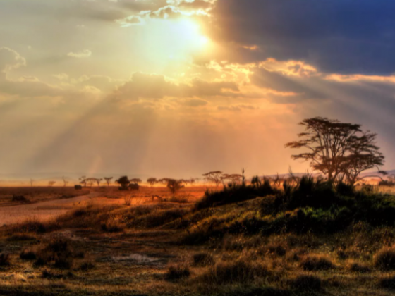 Serengeti National Park, Tanzania: The Complete Guide