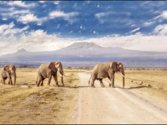 Amboseli National Park: The Complete Guide