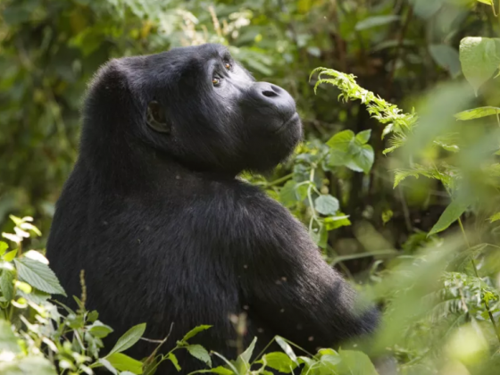 Bwindi Impenetrable National Park: The Complete Guide