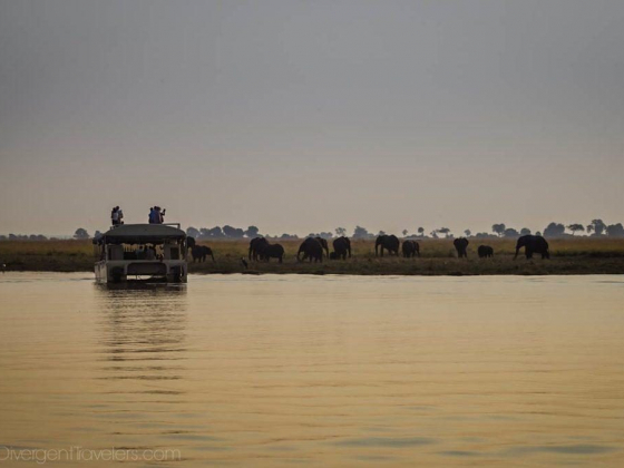 Chobe National Park Safari Guide