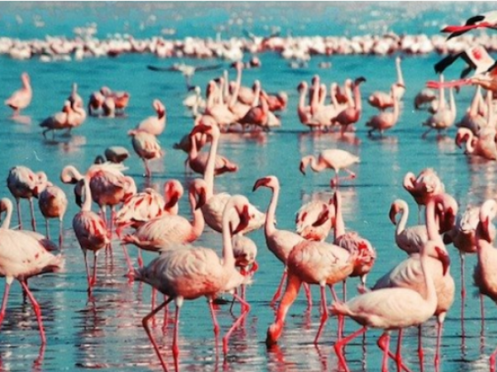 5 Great Things to do at Lake Nakuru in Kenya