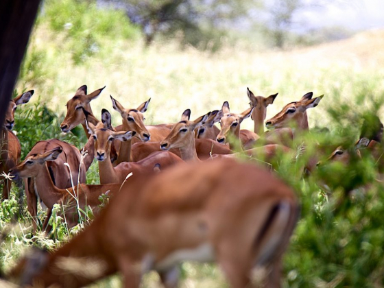 TRAVEL BLOG: TARANGIRE NATIONAL PARK – NO BINOCULARS REQUIRED