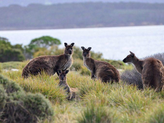 10 Reasons to Explore Kangaroo Island, the Ultimate Australian Destination