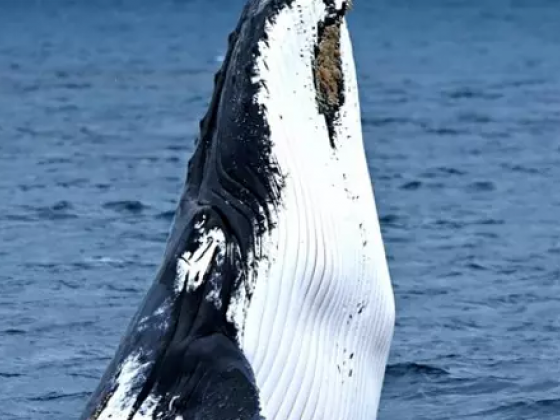 15 Fun Things To Do In The Margaret River Region, Australia - Updated 2021