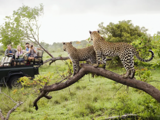 Kruger National Park: The Complete Guide