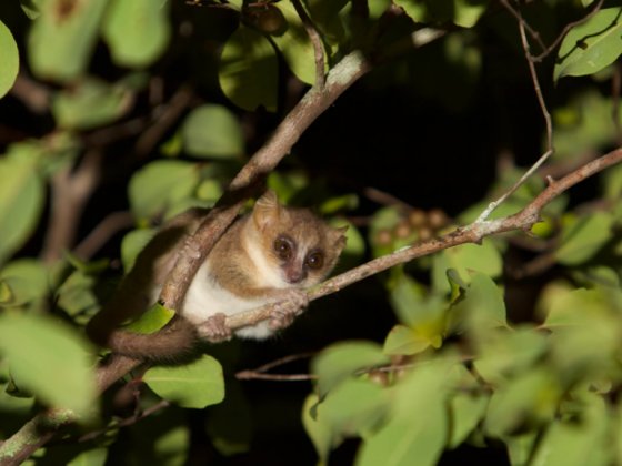 5 of The Best Places to See Lemurs in Madagascar