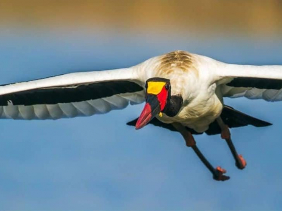 Guide to Murchison Falls Uganda: 16 Things You Need to Know