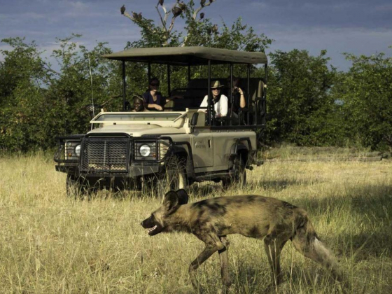10 BEST OKAVANGO DELTA SAFARI TOURS
