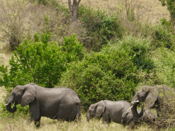A Safari In Queen Elizabeth National Park Uganda