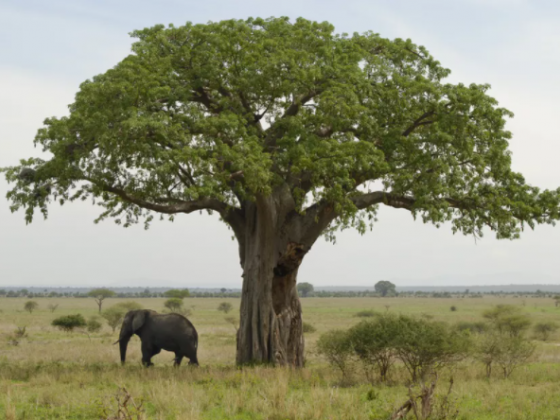 Tarangire National Park: The Complete Guide