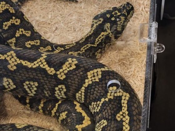 WELCOME TO REPTICON!