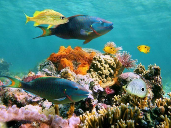 11 Top-Rated Attractions & Things to Do in Cozumel