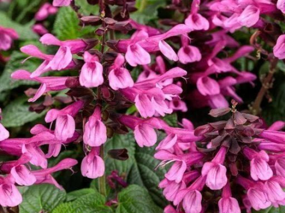 Top color for 2022 comes in many flower choices for the Savannah garden