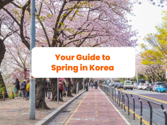 Your Guide to Korea’s Spring Season 2024: Festivals, Weather, Food, and More!