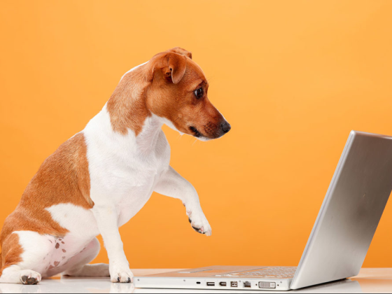 Packaged Facts to present pet market outlook in upcoming webinar