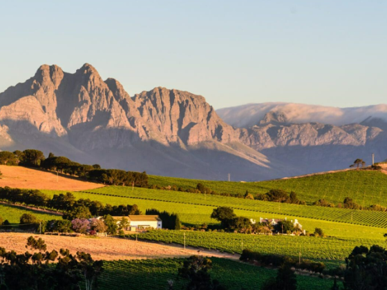 A Guide To The Best Stellenbosch Wine Tours