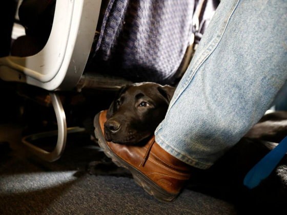 Flying With Dogs or Cats? These Are Airlines’ Pet Policies