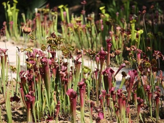 Carnivorous Plants of the Southeast U.S.