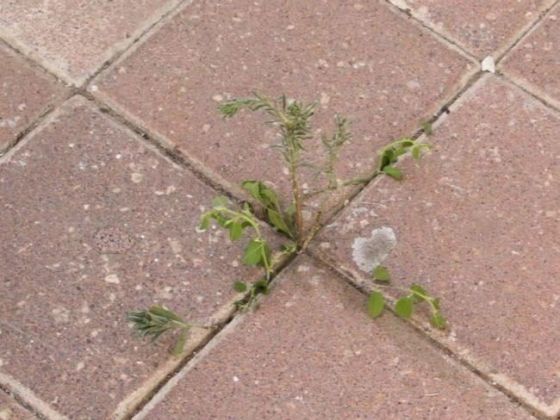 Homemade Natural Weed Killer That’s Safe for Pets and Kids