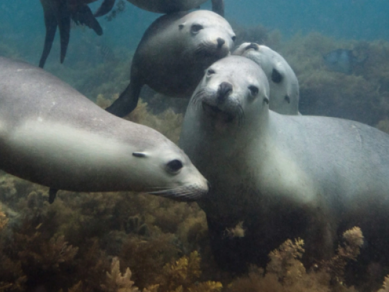 HOLIDAY DESTINATIONS AROUND ADELAIDE