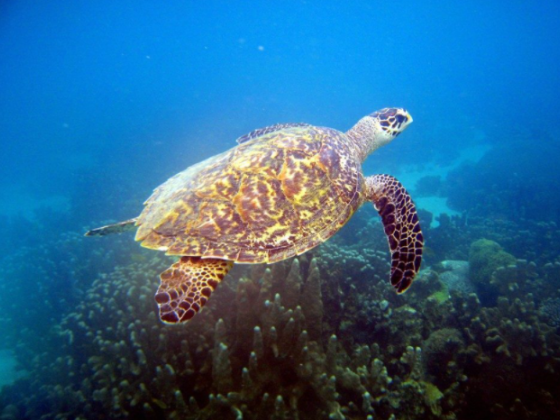 Small But Mighty Madagascar is on the Rise