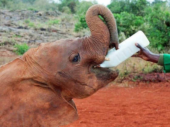 12 Top-Rated Tourist Attractions in Nairobi