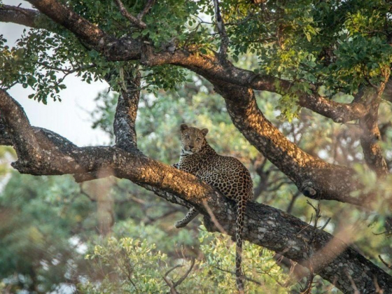 A first-timer's guide to Kruger National Park
