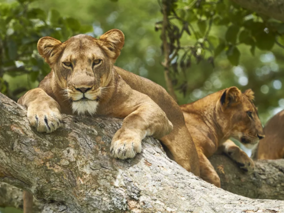 Queen Elizabeth National Park: The Complete Guide