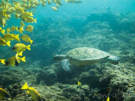 Responsible Guide To Visiting Exmouth, Western Australia